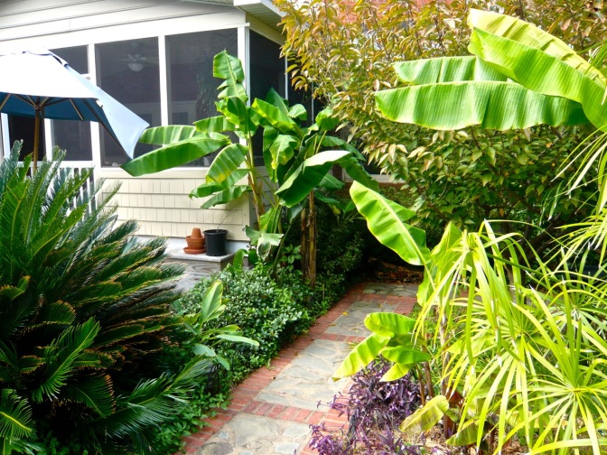 The Southern U.S. Charleston-style garden with sago palm, bananas, papyrus, and purple hearts in the steamy long summer.