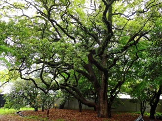 Still wet from a morning shower, a live oak tree towers over a Kyoto park.