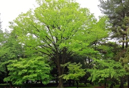 Draped in new leaves, a giant oak dominates the landscape of a city park in Kyoto, Japan.